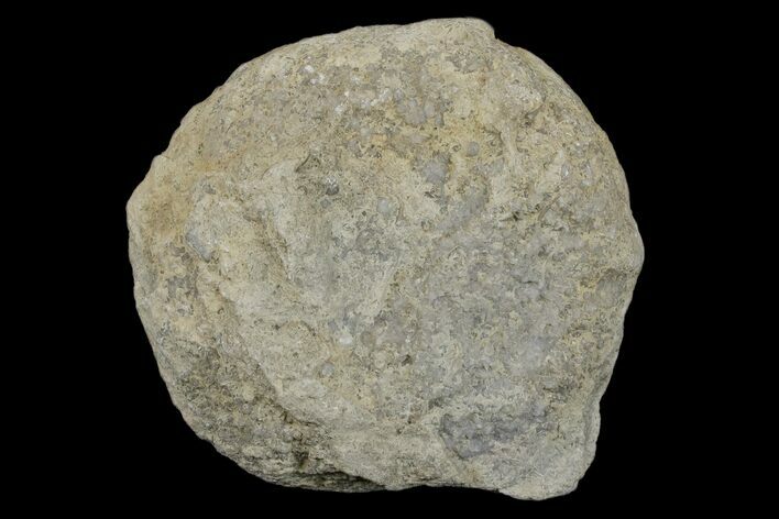 Silurain Fossil Sponge (Astraeospongia) - Tennessee #174247
